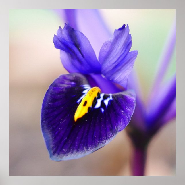 Iris Reticulata Flower Poster (Front)