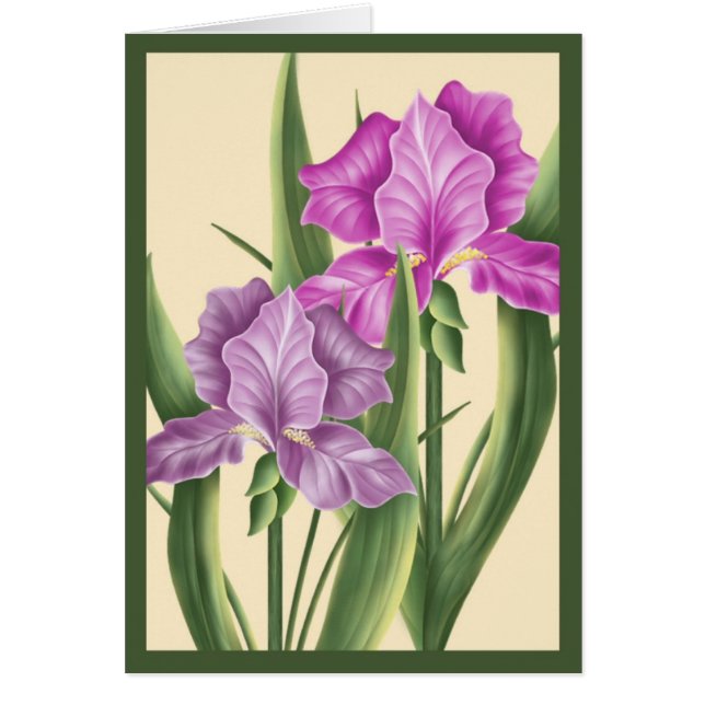 Iris rose (Devant)