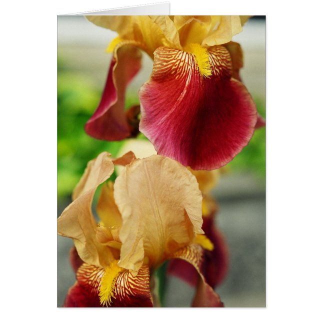 Iris rouge jaune (Devant)