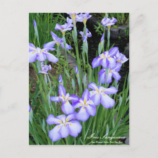 Iris sanguinea：Postcard Postcard
