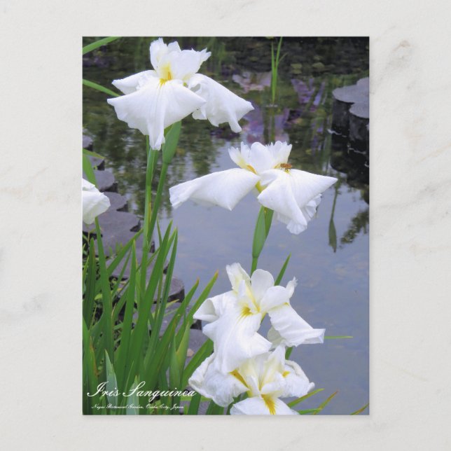 Iris sanguinea：Postcard Postcard (Front)