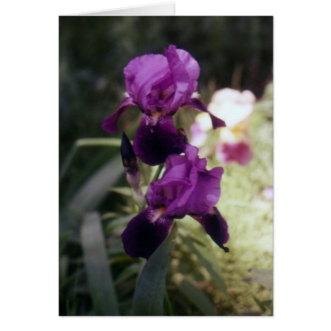 Iris sauvage (Devant)