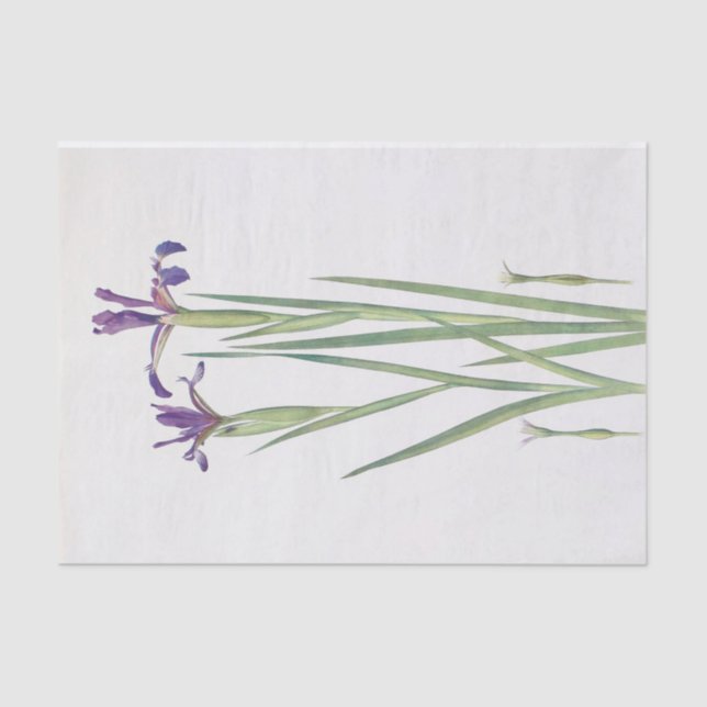 Iris Sintenisii and Iris Spuria by William Dykes Tissue Paper (Front)