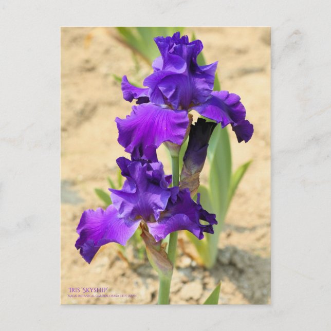 Iris ‘Skyship’   [Postcard] Postcard (Front)