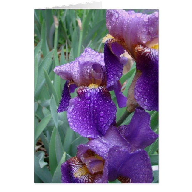 Iris sous la pluie (Devant)