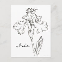 Iris Spring Flower Pen and Ink Drawing