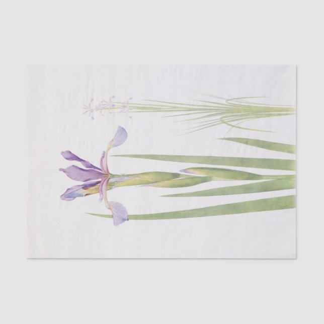 Iris Spuria (Kashmir) by William Dykes Tissue Paper (Front)