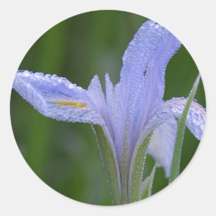 Iris Sticker