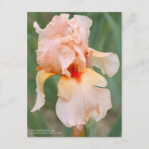 Iris ‘Sugar Plum’  [Postcard] Postcard