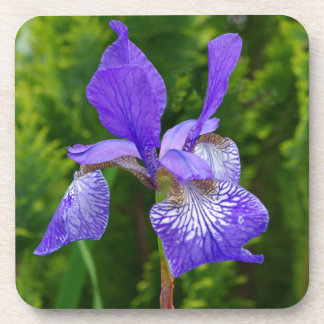 Iris sybirica floral photography coaster