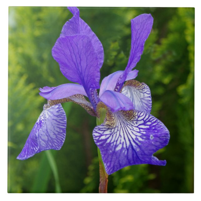 Iris sybirica floral photography  tile (Front)