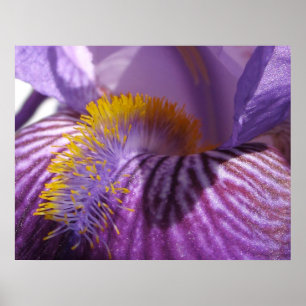 Iris' Tongue Print