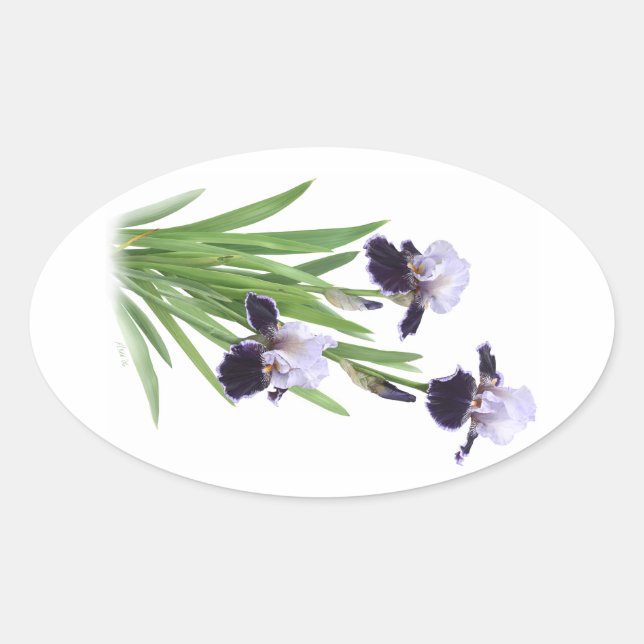 Iris Trio Oval Sticker (Front)