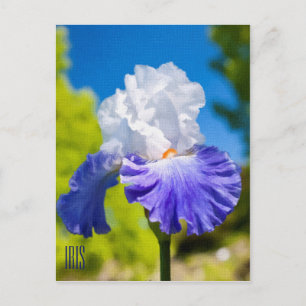 Iris Vertical Postcard