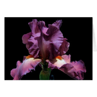 Iris Violet Frappe