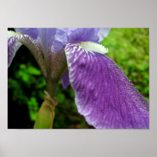 Iris With Dew Poster