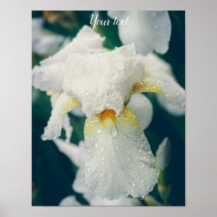Iris with water droplets poster