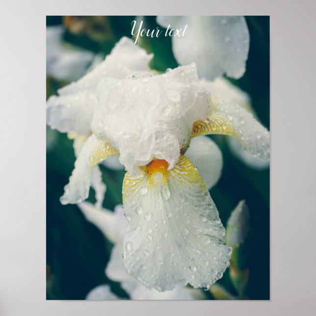 Iris with water droplets poster (Front)