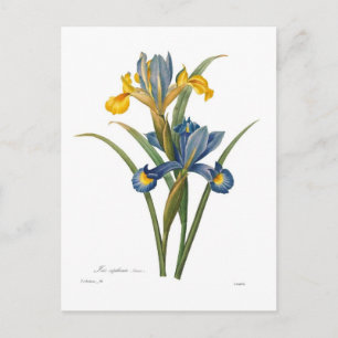 Iris xipheum postcard