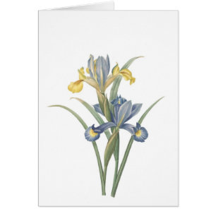 Iris Xiphium