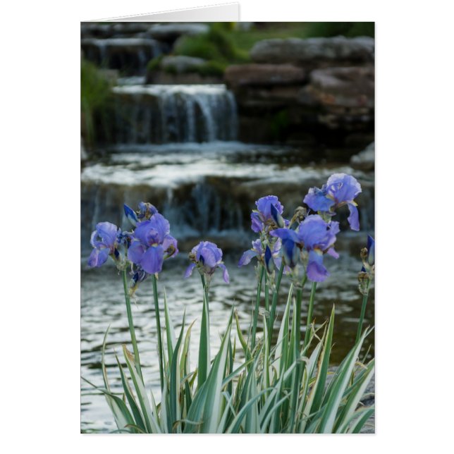 Irises At Chateau (Front)