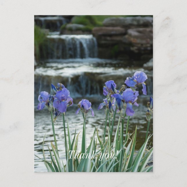 Irises At Chateau Thank You Postcard (Front)