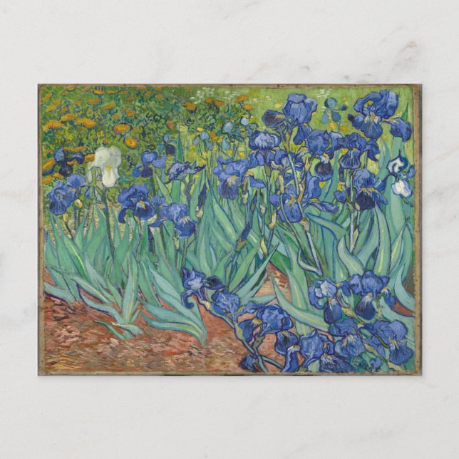 Irises by Van Gogh Postcard (Front)