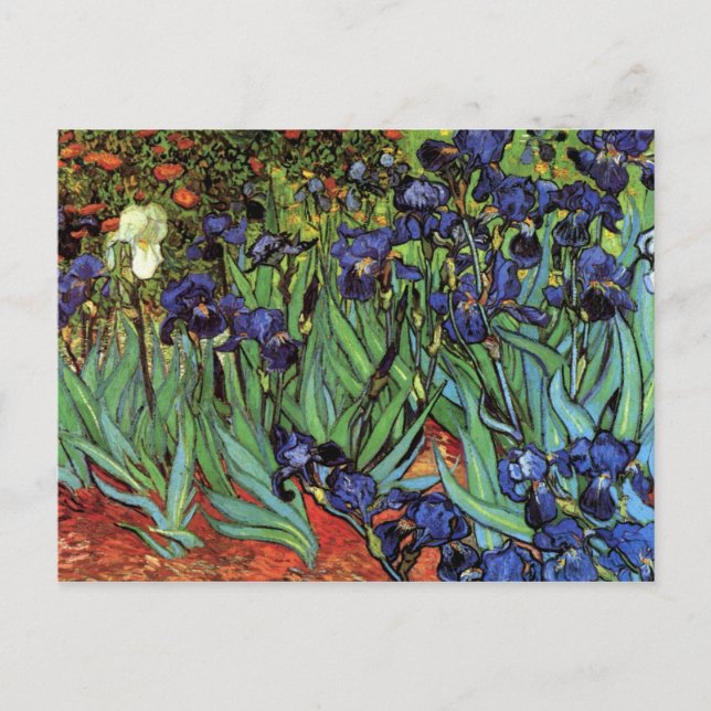 Irises by Vincent van Gogh Postcard (Front)