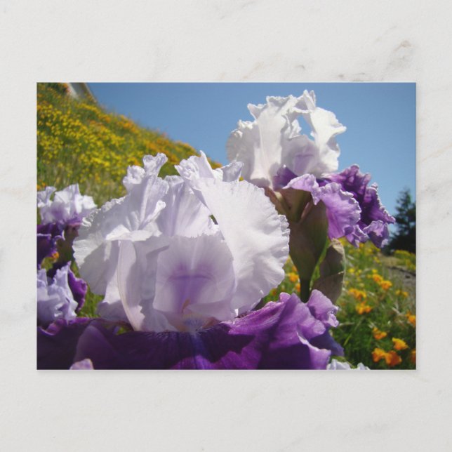 Irises Carte de pré-pois de fleurs violet blanc Ir (Devant)