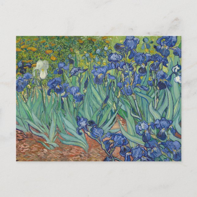 Irises, Floral Oil Painting, Vincent Van Gogh Postcard (Front)