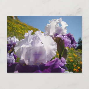 Irises Flower meadow post card Purple White Iris