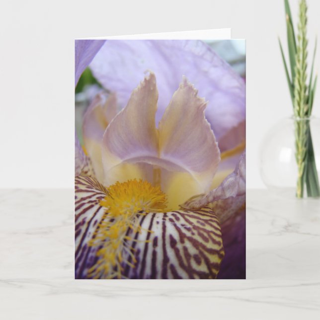 IRISES IRIS Flowers GREETING CARDS Note CARDS (Front)