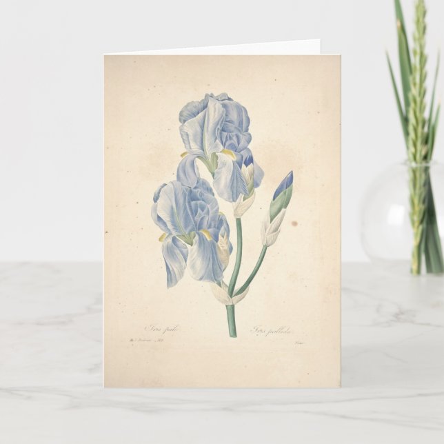 Irises Iris Pallida by Redoute Sympathy Card (Front)