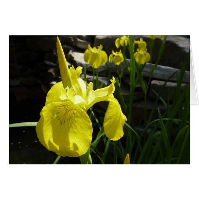Irises Jaunes Bright Spring Floral (Devant Horizontal)