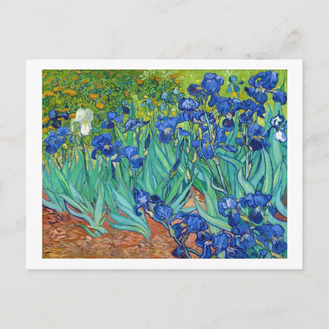 Irises, Vincent van Gogh Postcard (Front)