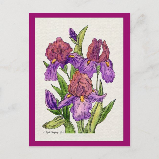 Irises Watercolor Postcard (Front)