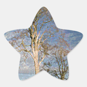 Irish Beech Trees Star Sticker
