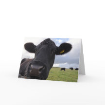 Irish cow!