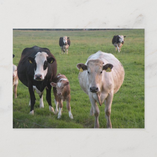Irish Cows Postcard (Front)