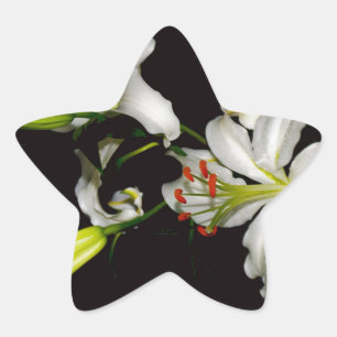 Irish Design- Brass and Flower Collection Star Sticker