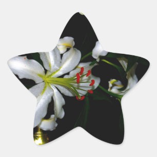 Irish Design-Brass and Flower Design Star Sticker