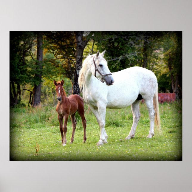 Irish Draught   Horse Poster (Front)