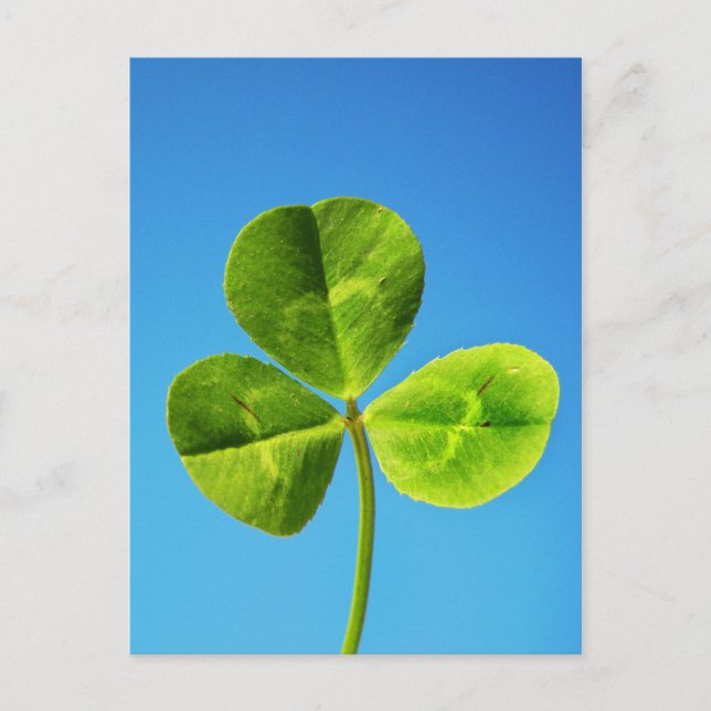 Irish luck postcard (Front)