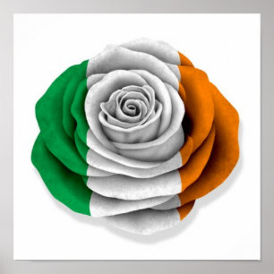 Irish Rose Flag on White Poster