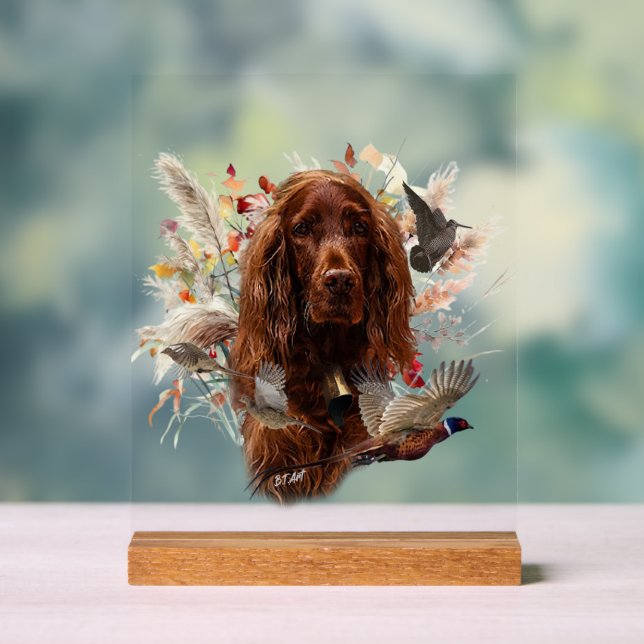  Irish  Setter (Neutre)