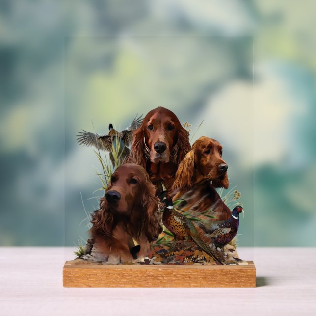  Irish  Setter (Neutre)