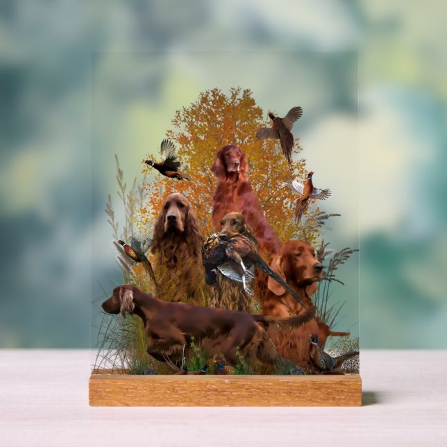  Irish  Setter (Neutre)