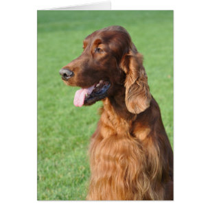 Irish Setter