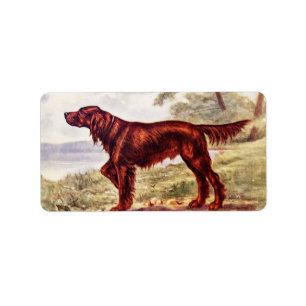 Irish Setter 1900 Illustration of Sporting Dog Label