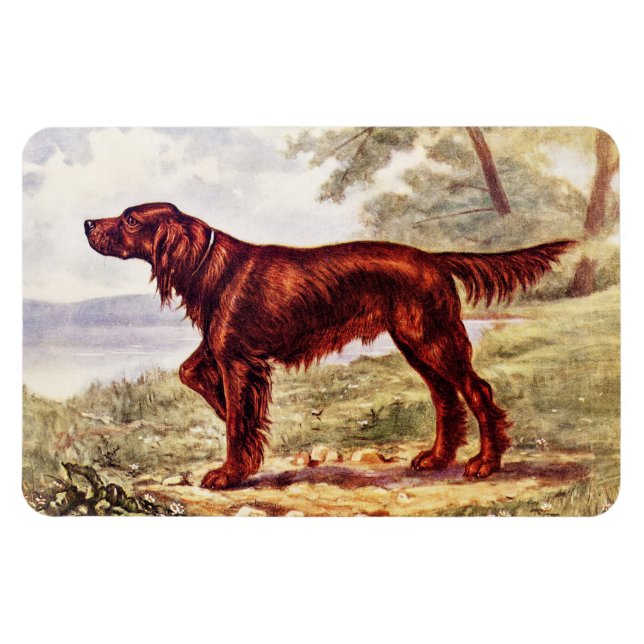 Irish Setter 1900 Illustration of Sporting Dog Magnet (Horizontal)